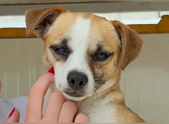 Kleine, liebe, anhängliche  Honey sucht Familie (D/CH/LUX)