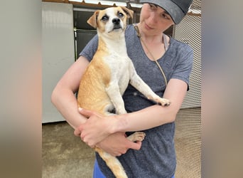 Kleine, liebe, anhängliche  Honey sucht Familie (D/CH/LUX)
