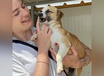 Kleine, liebe, anhängliche  Honey sucht Familie (D/CH/LUX)