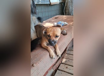 Kleine Isolde sucht Zuhause