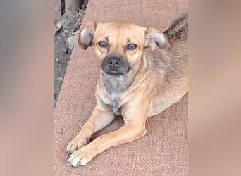 Kleine Isolde sucht Zuhause