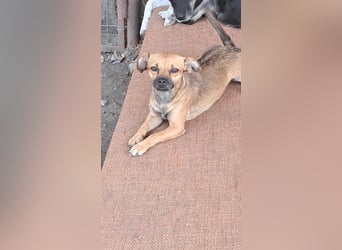 Kleine Isolde sucht Zuhause