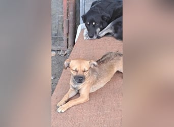 Kleine Isolde sucht Zuhause