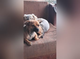 Kleine Isolde sucht Zuhause