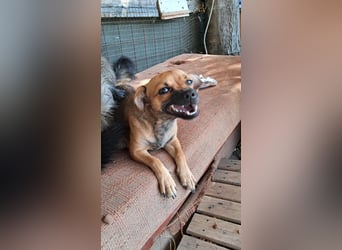 Kleine Isolde sucht Zuhause