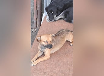 Kleine Isolde sucht Zuhause