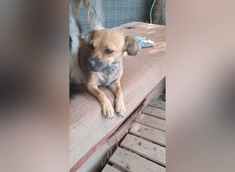 Kleine Isolde sucht Zuhause