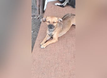 Kleine Isolde sucht Zuhause