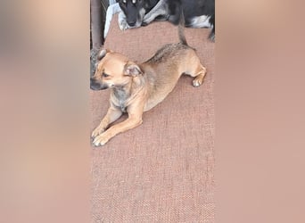 Kleine Isolde sucht Zuhause