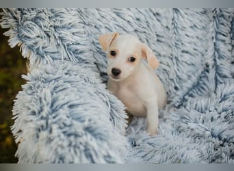 Chip 289246 - Schnullialarm im Tierheim Prijatelji
