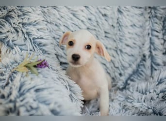 Chip 289246 - Schnullialarm im Tierheim Prijatelji
