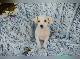 Chip 289246 - Schnullialarm im Tierheim Prijatelji