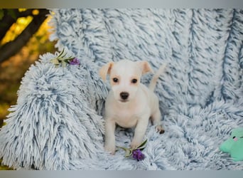 Chip 289246 - Schnullialarm im Tierheim Prijatelji
