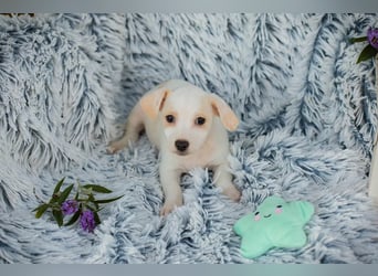Chip 289246 - Schnullialarm im Tierheim Prijatelji