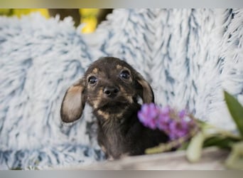 FIZZY - das Welpenmädchen ist klein und zart