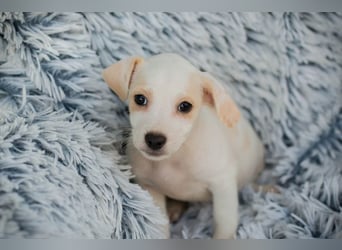 Chip 289246 - Schnullialarm im Tierheim Prijatelji
