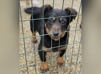Smilla Dackel Pinscher Mix auf Pflegestelle in Pulheim