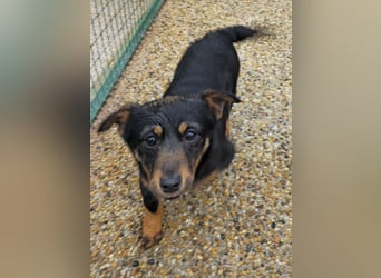 Smilla Dackel Pinscher Mix auf Pflegestelle in Pulheim