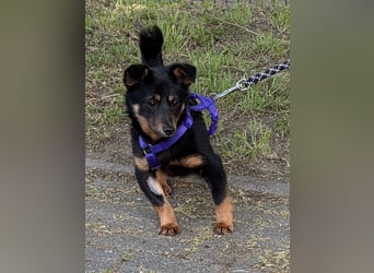 Smilla Dackel Pinscher Mix auf Pflegestelle in Pulheim