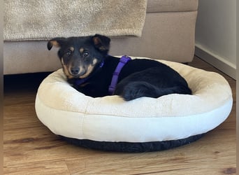 Smilla Dackel Pinscher Mix auf Pflegestelle in Pulheim