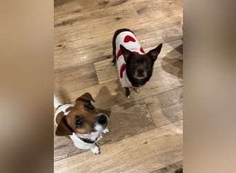 Zoe / Willow ist sanft und freundlich