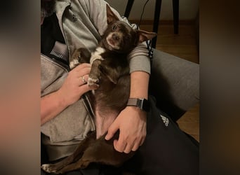 Zoe / Willow ist sanft und freundlich