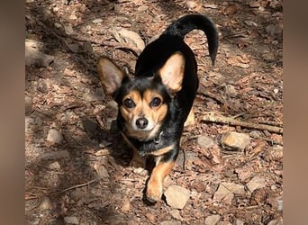 Karlie ist neugierig und mutig