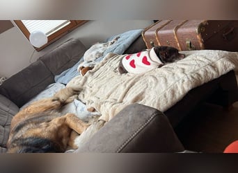 Zoe / Willow ist sanft und freundlich