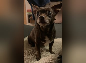 Zoe / Willow ist sanft und freundlich