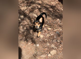 Karlie ist neugierig und mutig