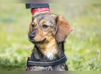 Szörpi SI - frech, aktiv