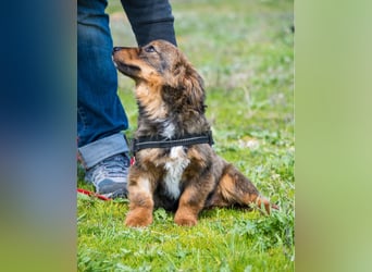 Csigusz  SI - frech, aktiv 