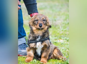 Csigusz  SI - frech, aktiv 