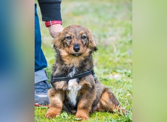 Csigusz  SI - frech, aktiv 