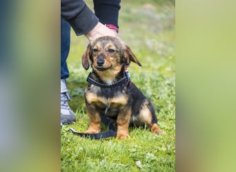 Szörpi SI - frech, aktiv