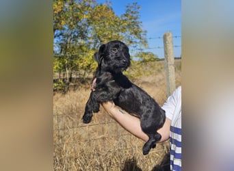 Loki, geboren 05.06.2026, 25cm sucht sein Zuhause