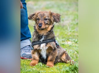 Csigusz  SI - frech, aktiv 