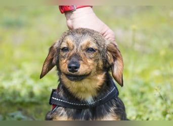 Szörpi SI - frech, aktiv