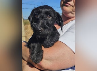 Loki, geboren 05.06.2026, 25cm sucht sein Zuhause