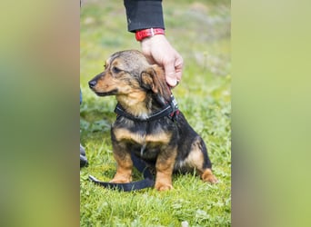 Szörpi SI - frech, aktiv