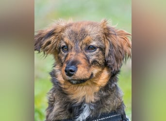 Csigusz  SI - frech, aktiv 