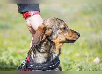 Szörpi SI - frech, aktiv