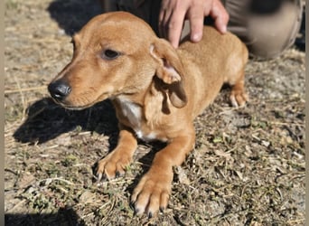 Latte, geboren 05.06.2026, 22cm sucht seine Menschen