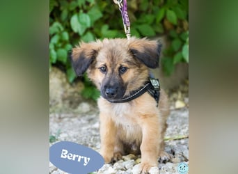 Berry - klein und zauberhaft