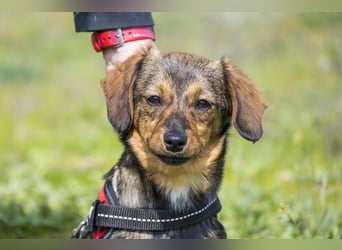 Szörpi SI - frech, aktiv