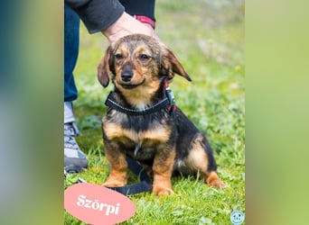 Szörpi SI - frech, aktiv