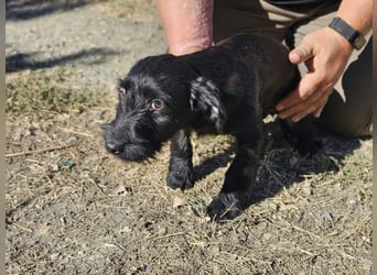 Loki, geboren 05.06.2026, 25cm sucht sein Zuhause