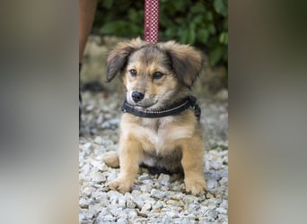 Biene - verspielt und freundlich