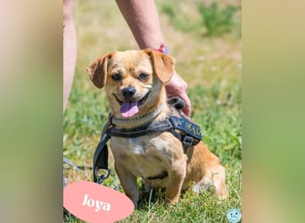 Joya - offen, freundlich