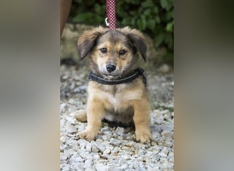 Biene - verspielt und freundlich